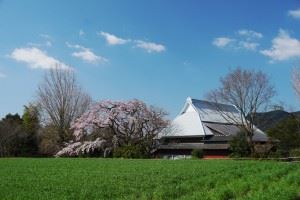 宝珠寺　しだれ桜①